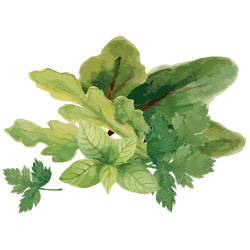 edible herbs